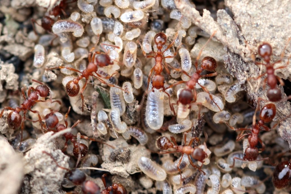 Probówka z królową Lasius niger i pierwszymi robotnicami w zaciemnieniu