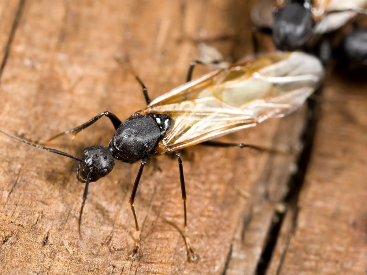 Probówka z królową Lasius niger