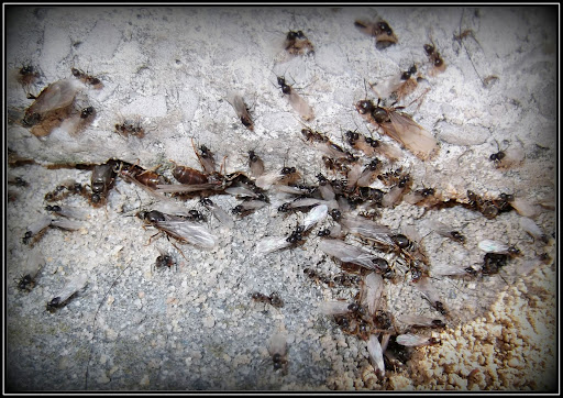 Rójka mrówek Lasius