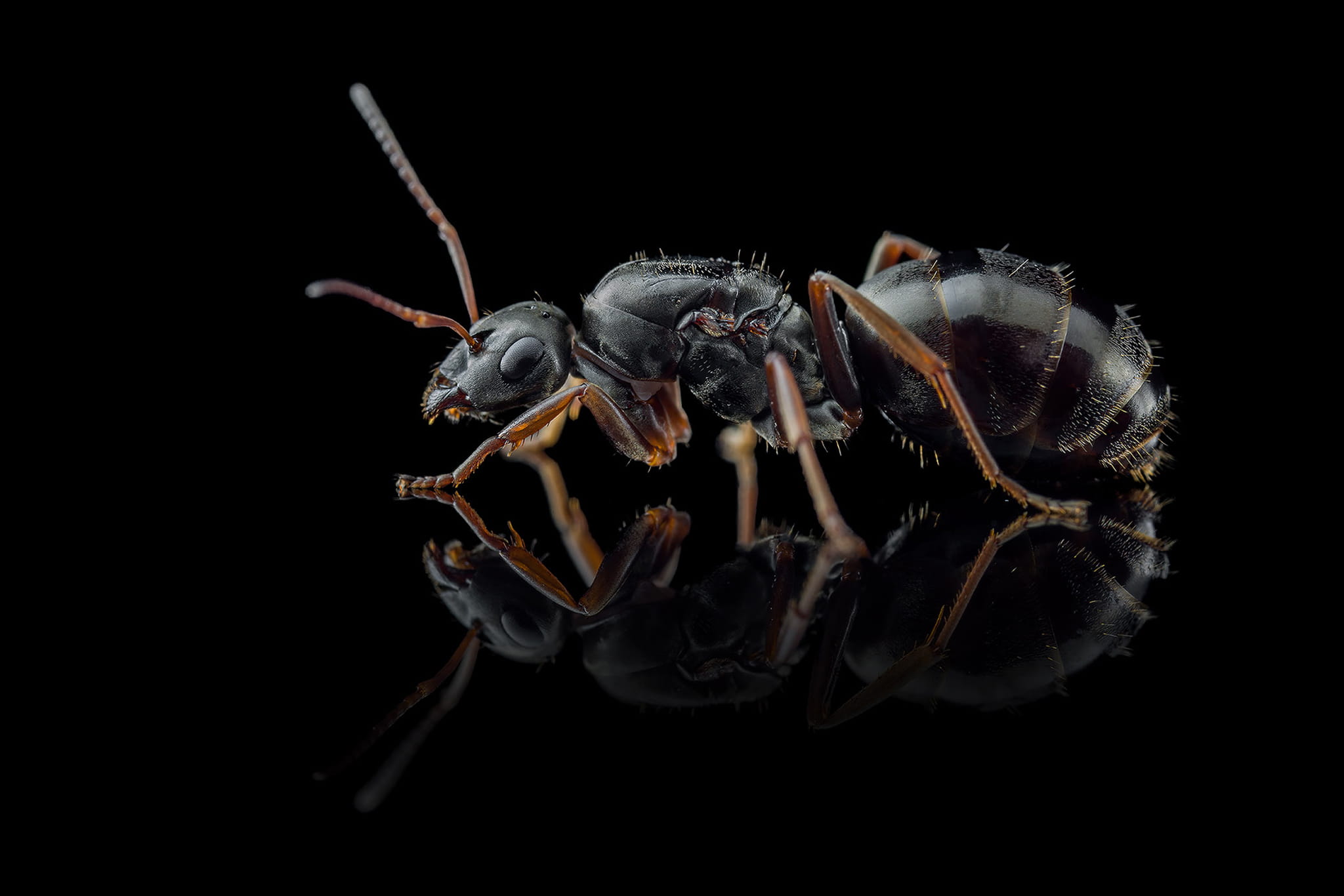 Mrówka Formica fusca - Pierwomrówka łagodna
