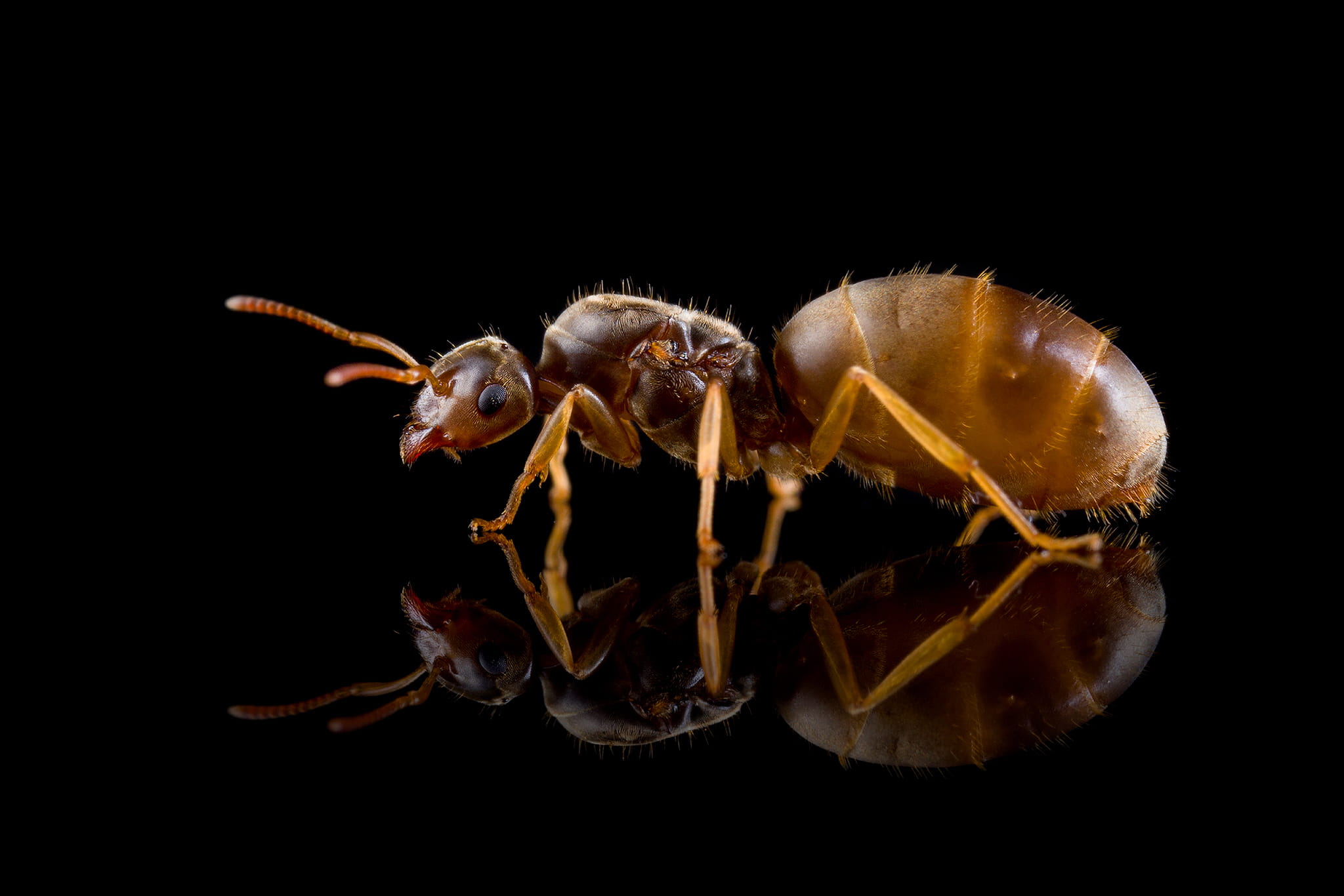 Mrówka Lasius flavus