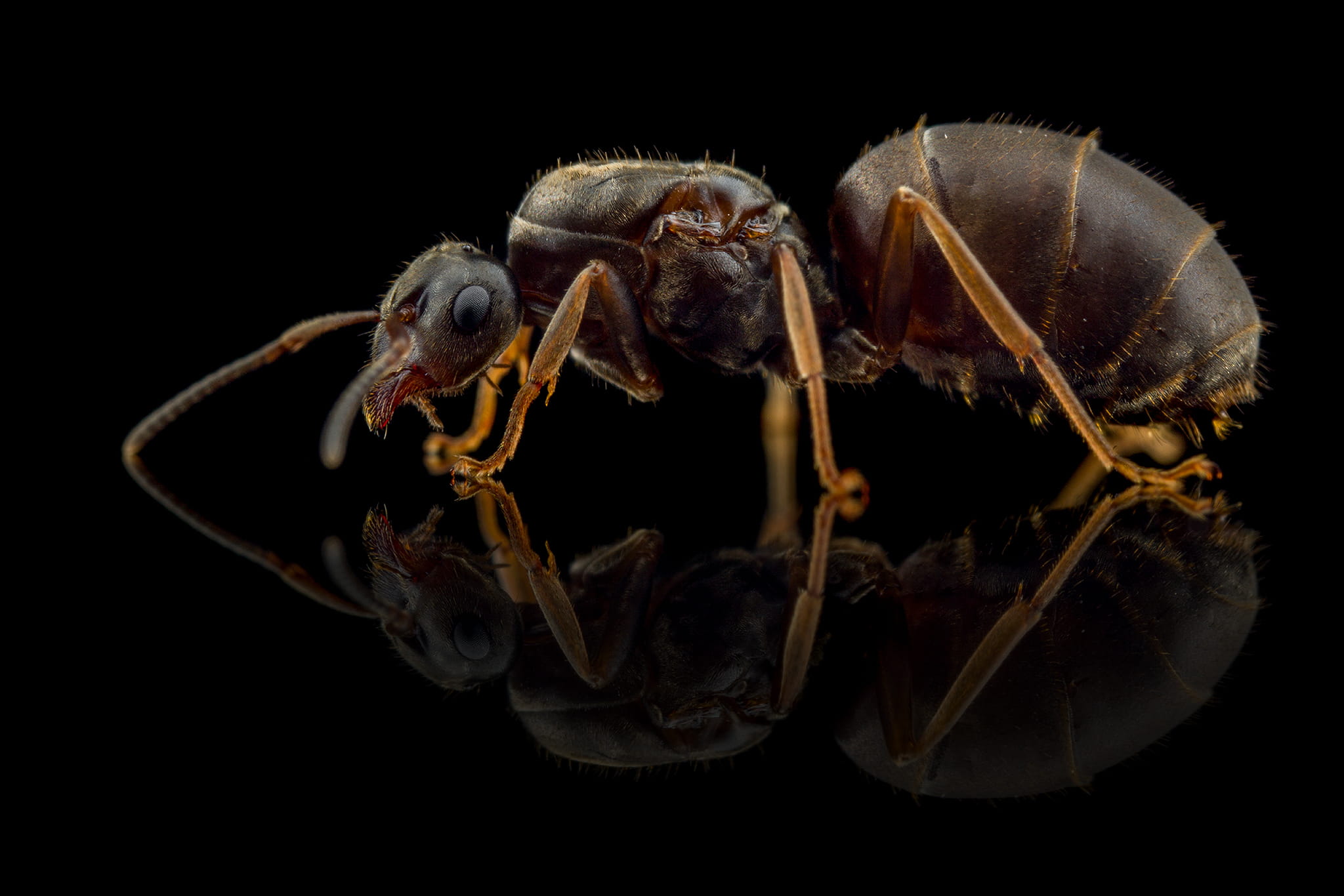 Mrówka Lasius niger