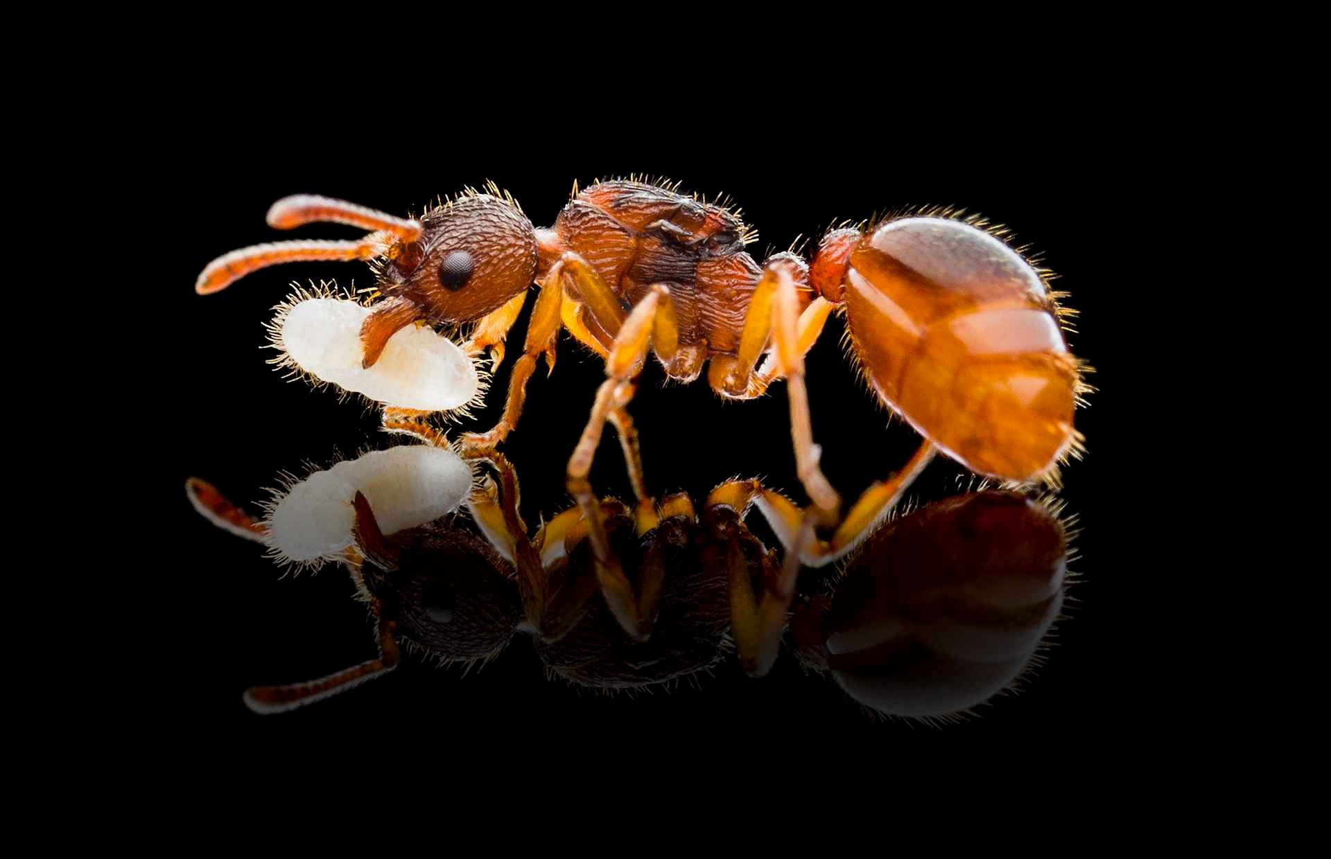 Mrówka Myrmica rubra
